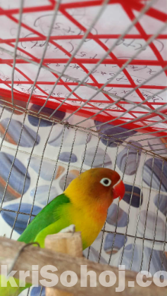 Green Fisher Love Bird